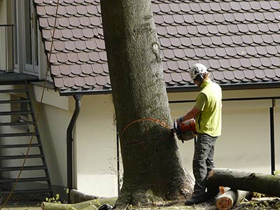 Baumfällung per Fällschnitt