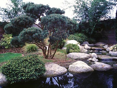 Formschnitt Bonsaiform