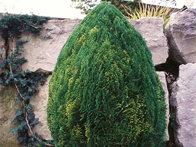 Formschnitt Gehölze