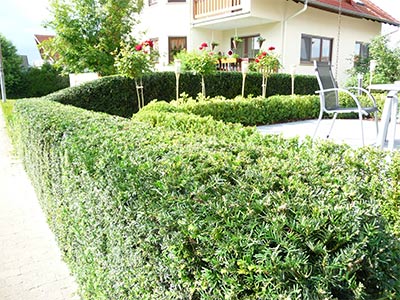 Heckenschnitt fein