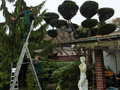 Schnitt von Eiben Bonsai
