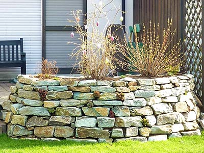 Natursteinmauer mit Sedum