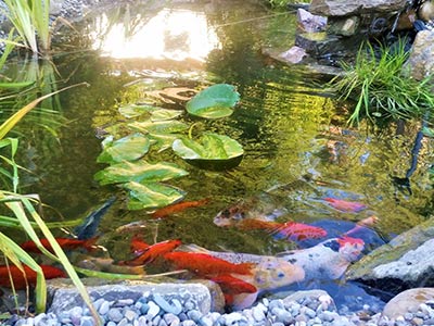 Gartenteich mit Fischen