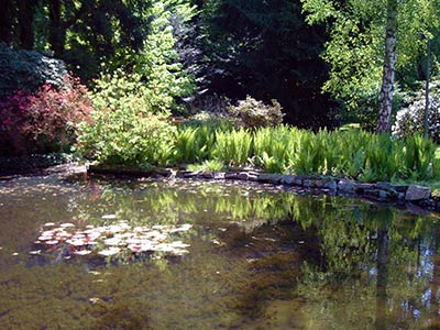 Gartenteich naturnah